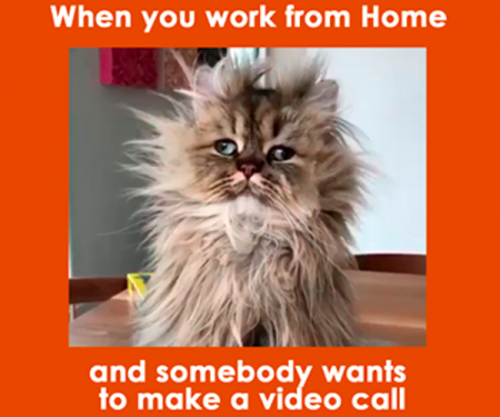 19 Working From Home Memes To Brighten Your Day - BROSIX